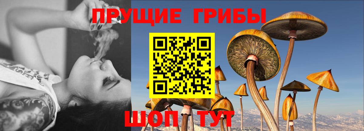 Краснознаменск  Галлюциногенные грибы GOLDEN TEACHER  Галлюциногенные грибы Psilocybe  Вход с VPN 